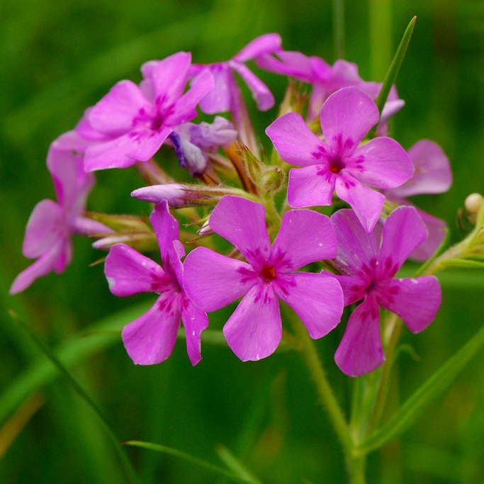 Phlox pilosa, Prairie Phlox