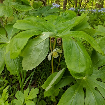 Podophyllum peltatum Mayapple