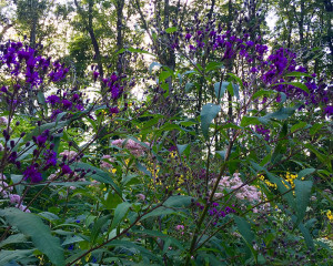 purple native wildflowers
