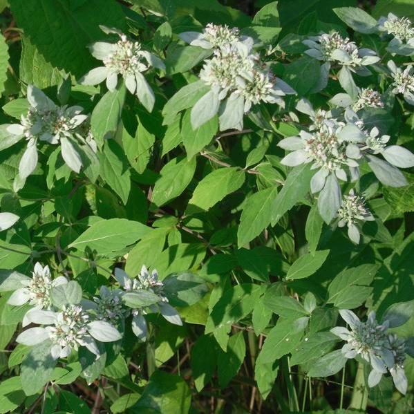 pycnanthemum incanum hoary mountain mint