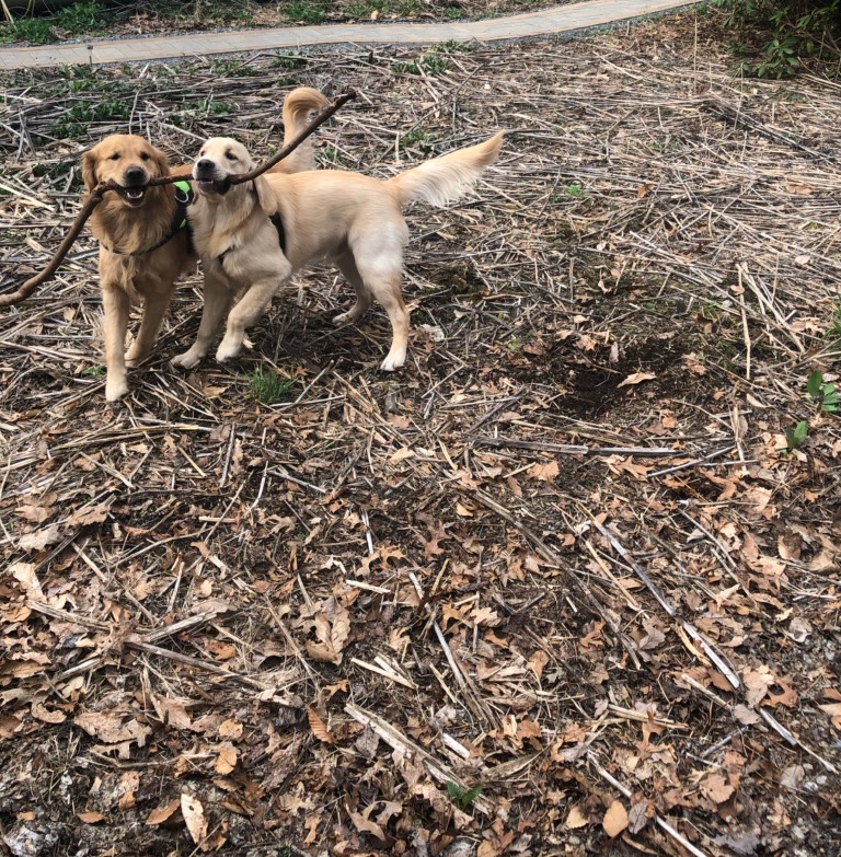 Quincy and Archie, Keystone Wildflowers