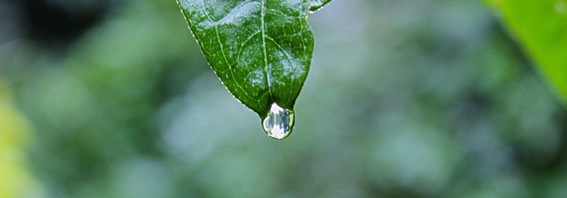 wildflowers for rain gardens