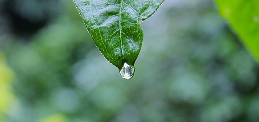 wildflowers for rain gardens