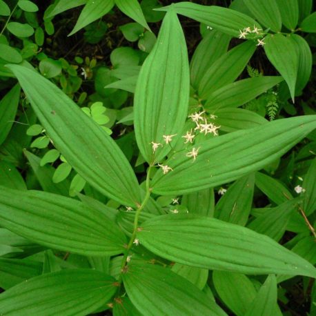 smilacina racemosa false solomon's seal