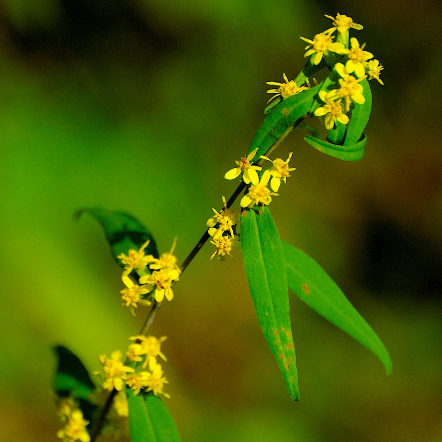 Solidago caesia, Bluestem Goldenrod