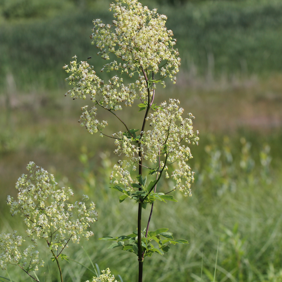 Thalictrum dasycarpum, Purple Meadow Rue