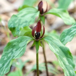 Trillium recurvatum or Prairie Trillium