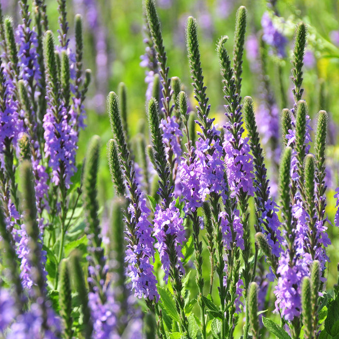 verbena stricta hoary vervain